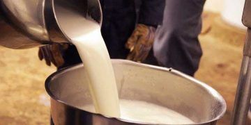 Kolostrumun Bakteriyel Kontaminasyondan Korunmasındaki Stratejiler