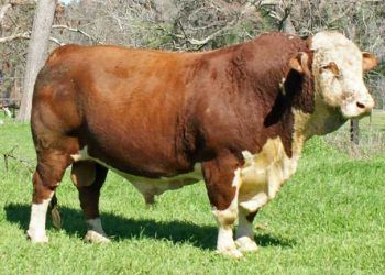 Kullanma Melezlemesi İle Kasaplık Dana Elde Etmek