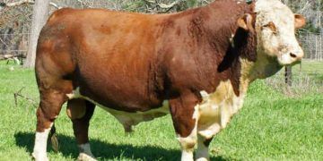 Kullanma Melezlemesi İle Kasaplık Dana Elde Etmek