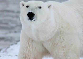 Kutup ayısının öldürülmesi tepki çekti