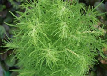 Papaz Sakalı Zehirlenmesi