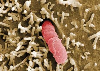 Psödotüberküloz Nedir?