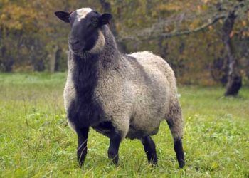 Romanov Koyun Irkı Resimleri