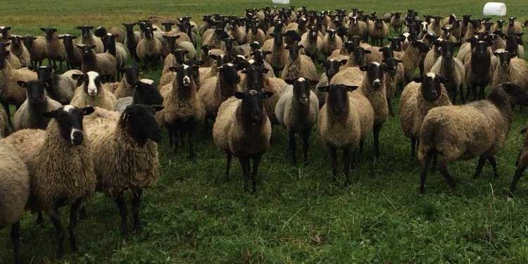 Romanov Koyun Irkı Resimleri