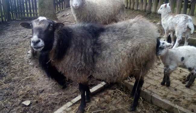 Romanov Koyun Irkı Resimleri