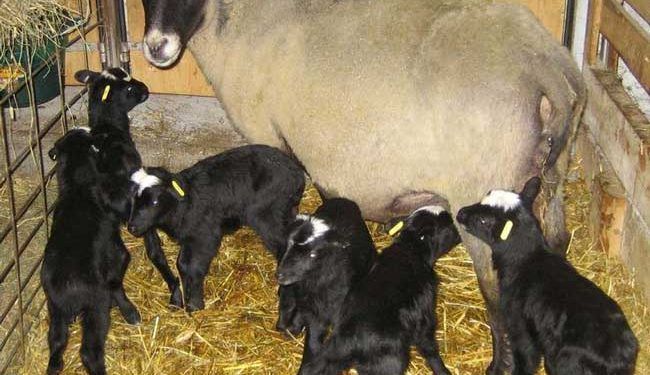 Romanov Koyun Irkı Resimleri