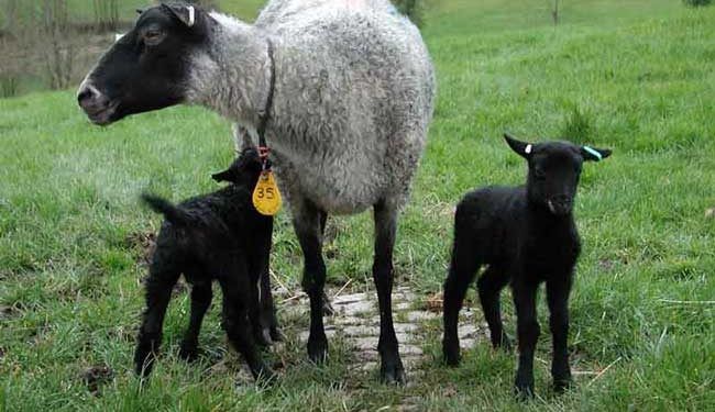 Romanov Koyun Irkı Resimleri