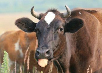 Sığırlarda Dil Felci