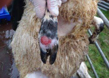 Koyun ve Keçilerde Dermatofilosis