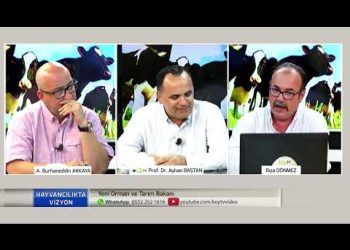 Süt Sığırlarında Döl Verimi Problemleri - Video