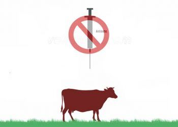 Sütte Antibiyotik Kalıntısı