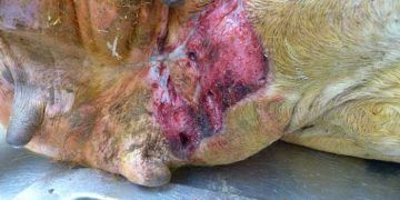 ineklerde meme derisi yangısı (Udder Cleft Dermatitis)