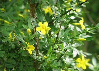 Yaban Yasemini Zehirlenmesi