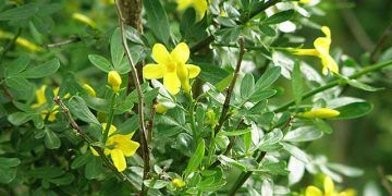 Yaban Yasemini Zehirlenmesi