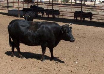 Yerli Kara Sığırı Nedir?