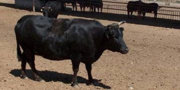 Yerli Kara Sığırı Nedir?