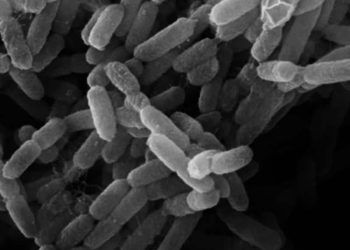 Yersinia Pestis Nedir?