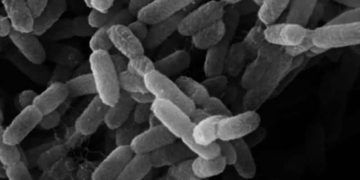 Yersinia Pestis Nedir?