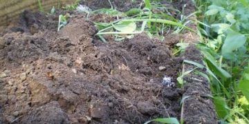 Yeşil Gübre Nedir?