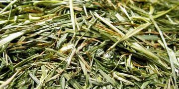 Yeşil Kaba Yemler Nedir?