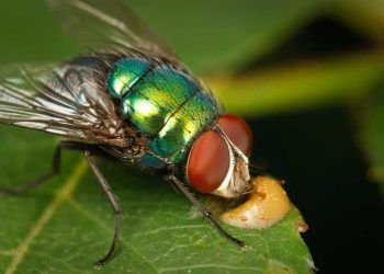 Yeşil Şişe Sineği Nedir?
