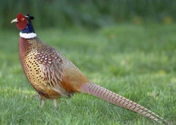 Yeşil Sülün Nedir?