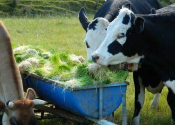 Yeşil Yem Nedir?