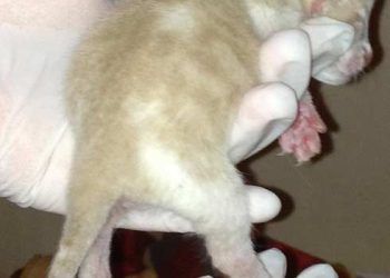 Yetersiz Kallus Nedir?