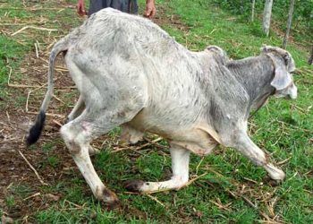 Yetersizlik Hastalığı Nedir?