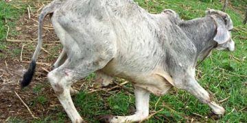 Yetersizlik Hastalığı Nedir?