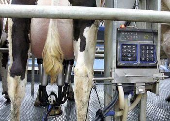 Yıllık Süt Verimi Nedir?