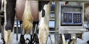 Yıllık Süt Verimi Nedir?