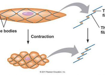 Yoğun Cisimcikler Nedir?