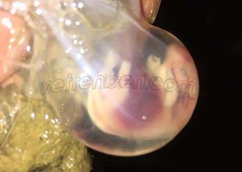 Yüksek süt verimli ineklerde embriyonik ölümlerin başlıca nedenleri