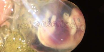 Yüksek süt verimli ineklerde embriyonik ölümlerin başlıca nedenleri