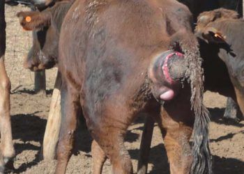 Ağrılı Ikınma Nedir?