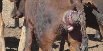 Ağrılı Ikınma Nedir?