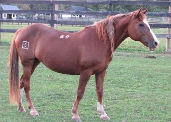 Atların Kimliklendirilmesi (identifikation)