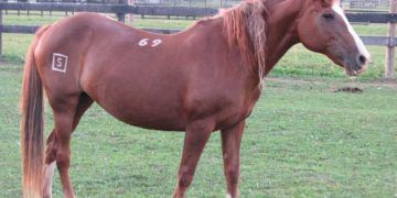 Atların Kimliklendirilmesi (identifikation)