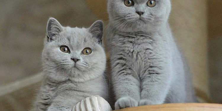 British Shorthair Kedi Resimleri