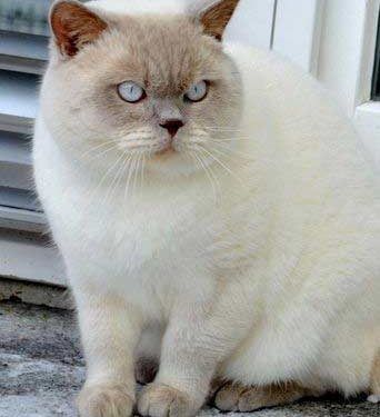 British Shorthair Kedi Resimleri
