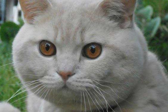 British Shorthair Kedi Resimleri