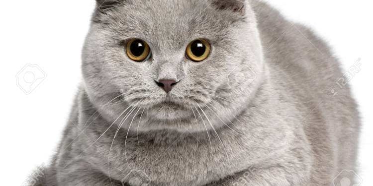 British Shorthair Kedi Resimleri
