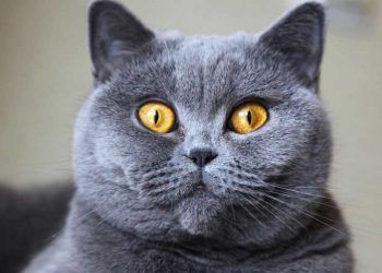 British Shorthair Kedi Resimleri