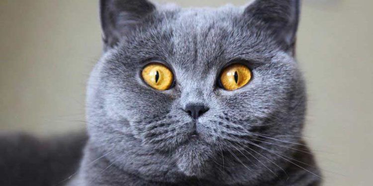 British Shorthair Kedi Resimleri