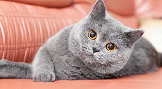 British Shorthair Kedi Resimleri