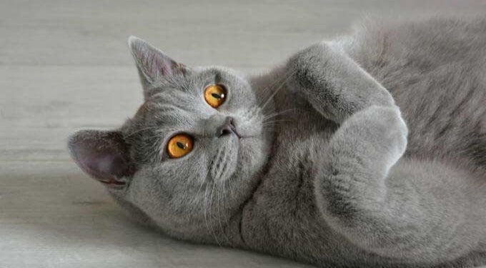 British Shorthair Kedi Resimleri