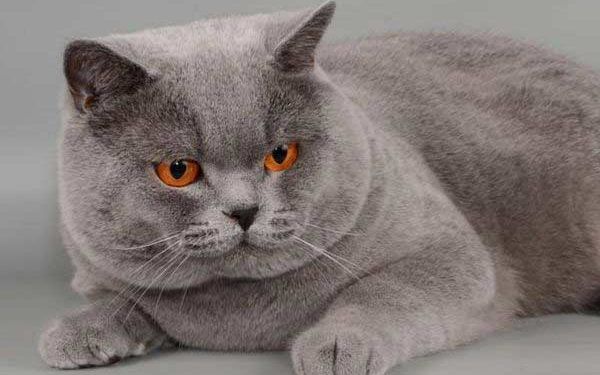 British Shorthair Kedi Resimleri