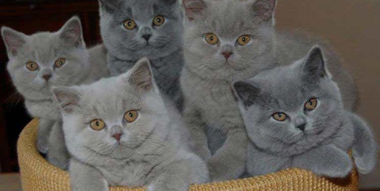 British Shorthair Kedi Resimleri