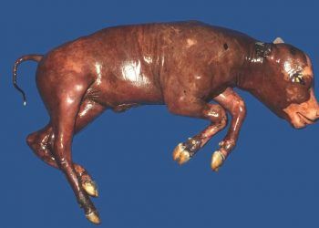 Brucella Abortus 'a Bağlı Abortlar